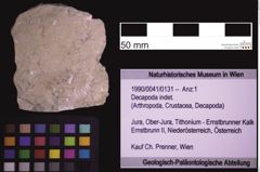 Foto (Objekt + Etiketten) von Decapoda indet. (NHMW-GEO-1990-0041-0131)